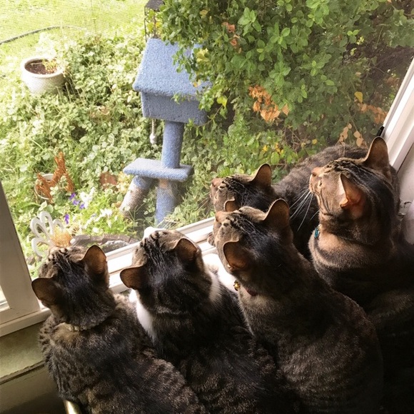 Meet your Posher, Kitty - Picture 14 of 17